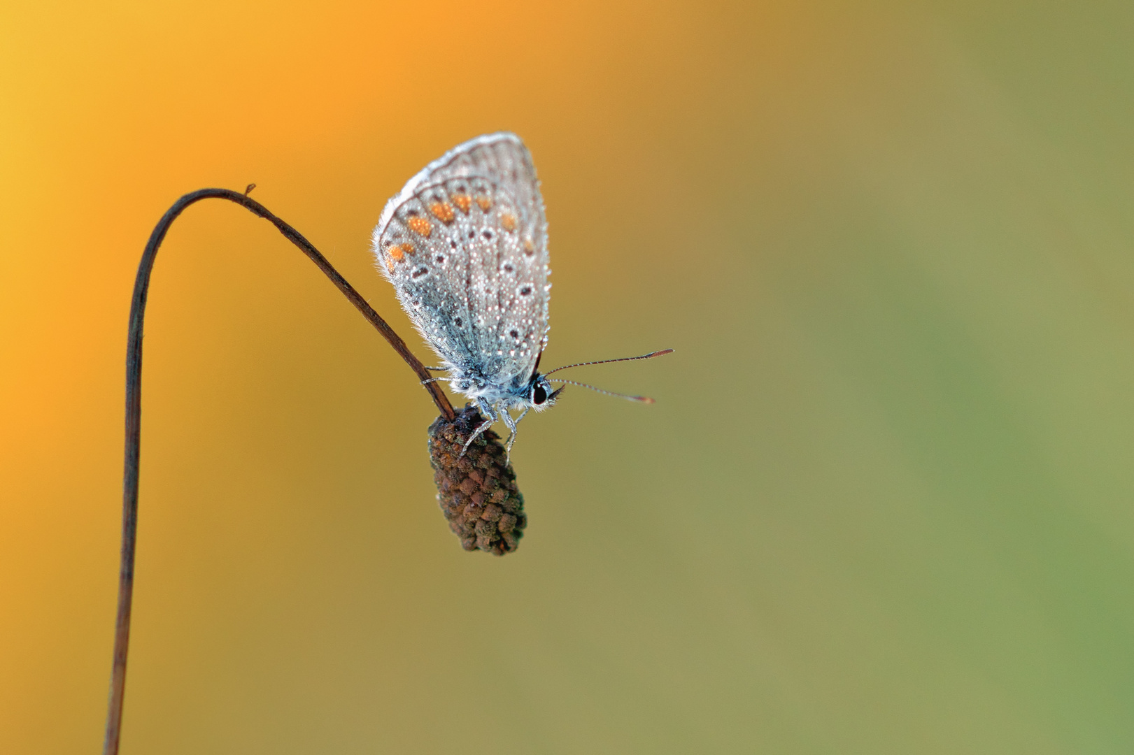 Auf dem Wiesenknopf