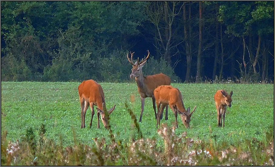 Auf dem Wildacker