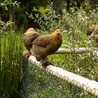 Auf dem Zaun im Tierpark