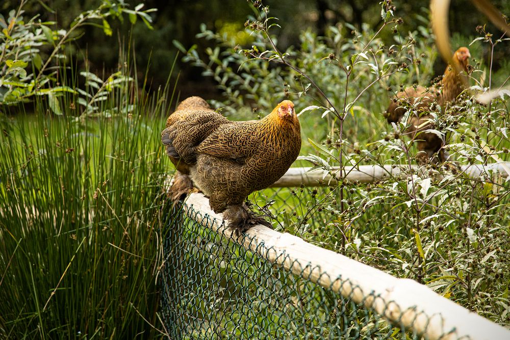 Auf dem Zaun im Tierpark