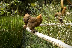 Auf dem Zaun im Tierpark