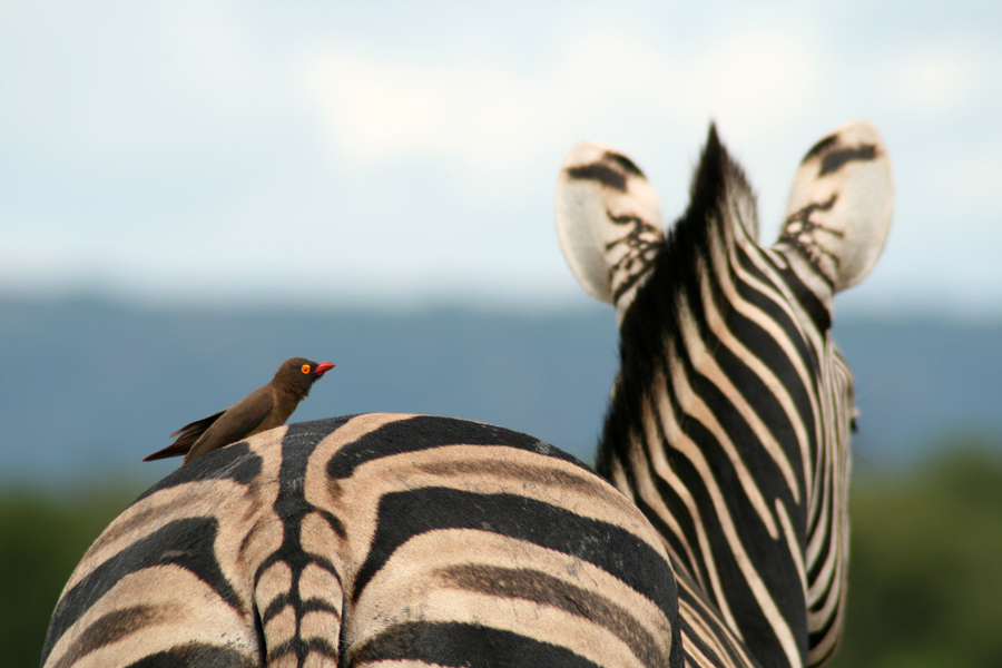 auf dem Zebrastreifen ist es wirklich sicherer....