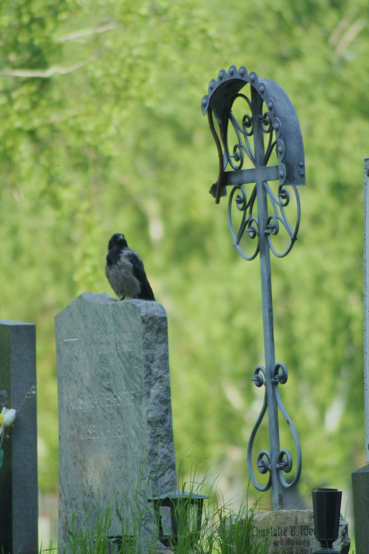 Auf dem Zentralfriedhof in Wien