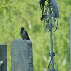 Auf dem Zentralfriedhof in Wien