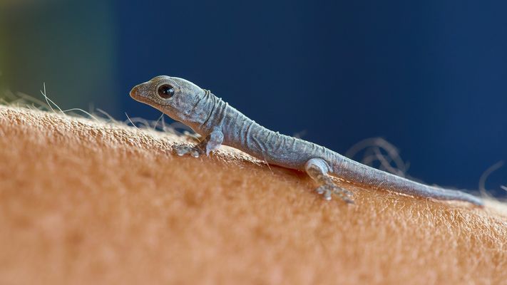 Auf den Arm genommen