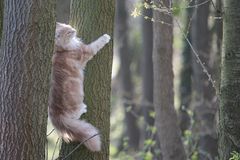 Auf den Baum!