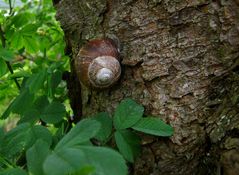 Auf den Baum....