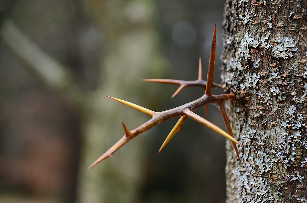 Auf den Baum klettert keiner