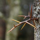 Auf den Baum klettert keiner