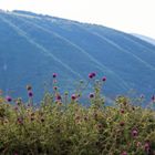 auf den Bergen sind die Temperaturen noch zu ertragen - bei 40 Grad im Flachland