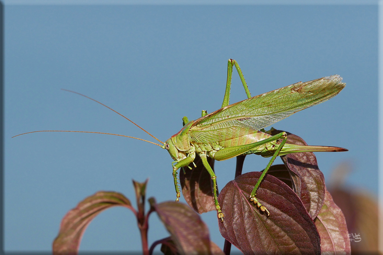 Auf den Blättern des Roten Hartriegels ...