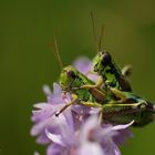 Auf den Blüten ist's am schönsten!