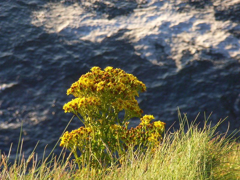 Auf den Cliffs of Moher