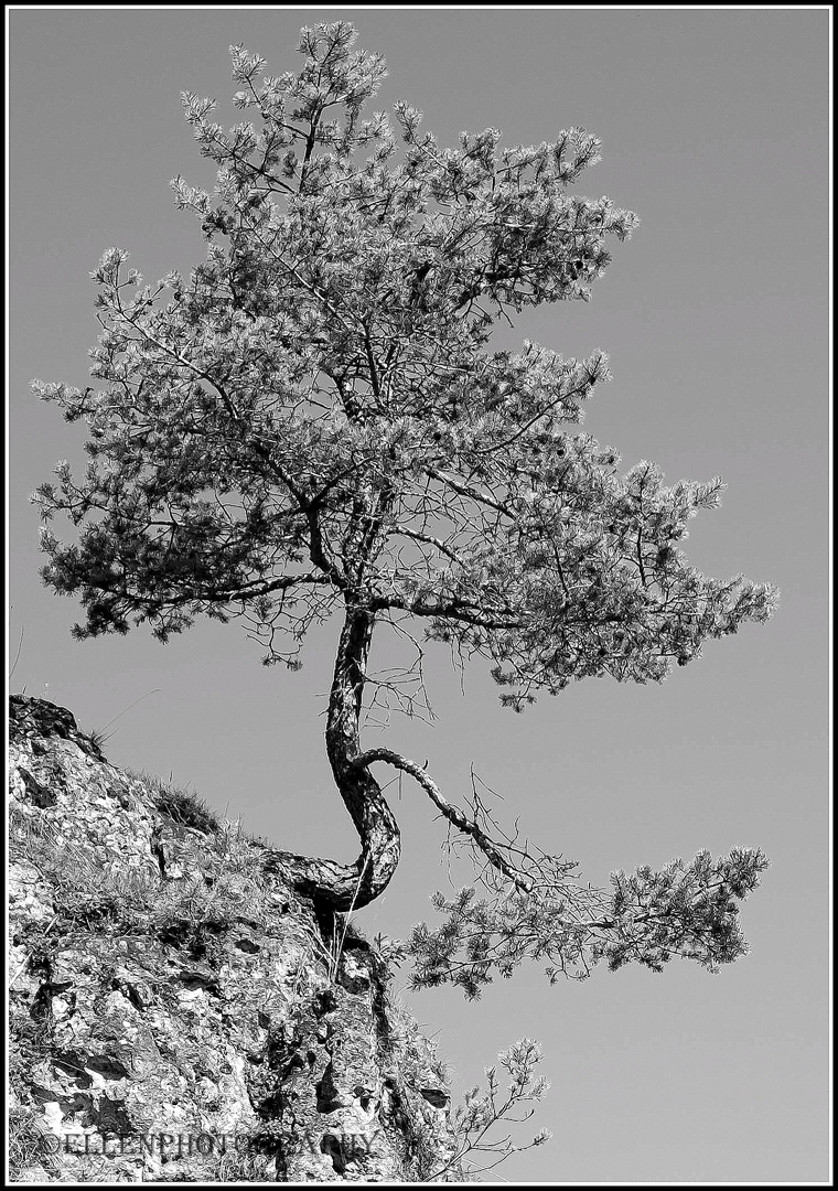 auf den Felsen 