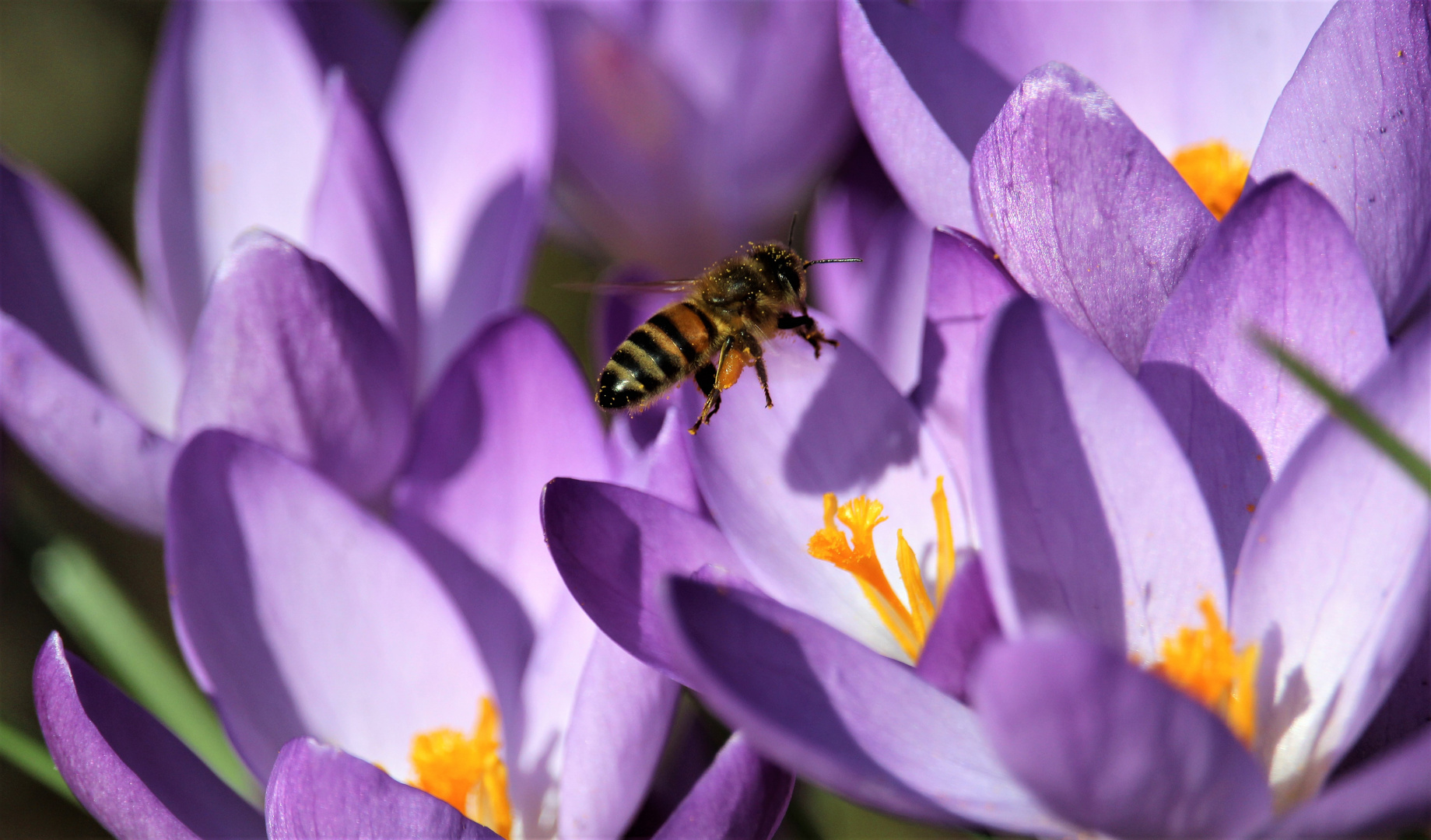 Auf den Frühling warten