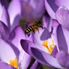 Auf den Frühling warten