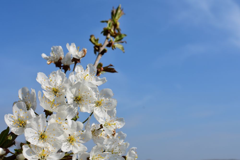 auf den Frühling warten