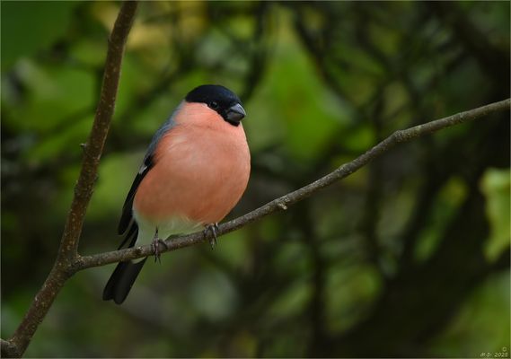 Auf den Gimpel ist Verlass!