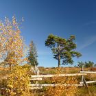 °°°° Auf den Grinden des Nordschwarzwaldes °°°°