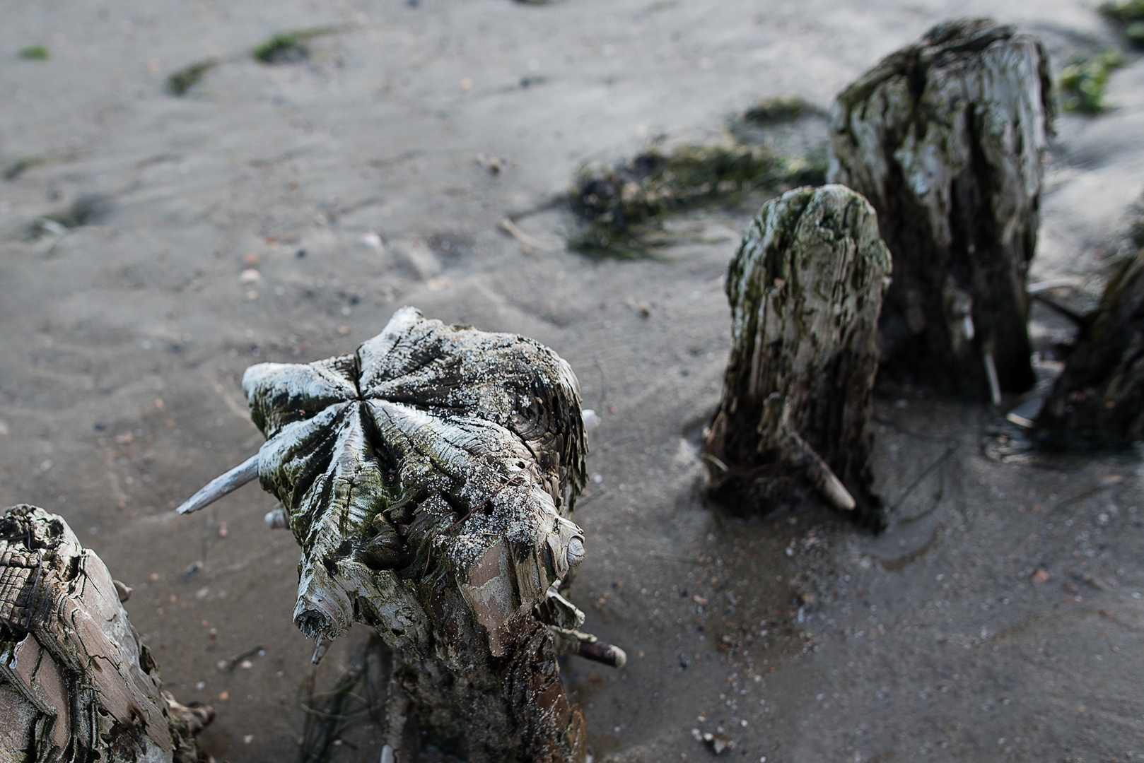 auf den Holzbuhnen im Watt ist das getrocknete Salz der Nordsee erkennbar