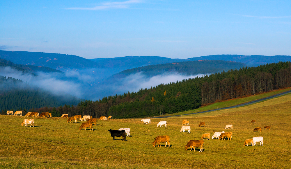 auf den Hügeln des Thüringer Waldes