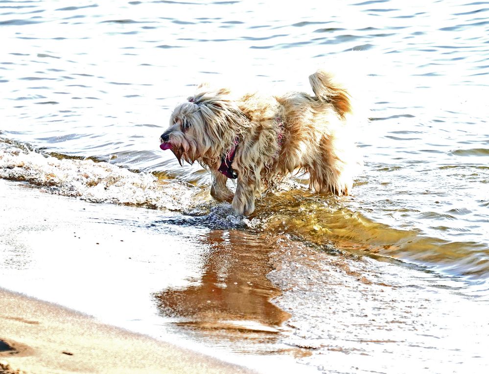 Auf den Hund gekommen Foto & Bild landschaft, jahreszeiten