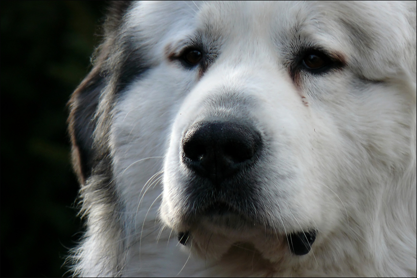 Auf den Hund gekommen