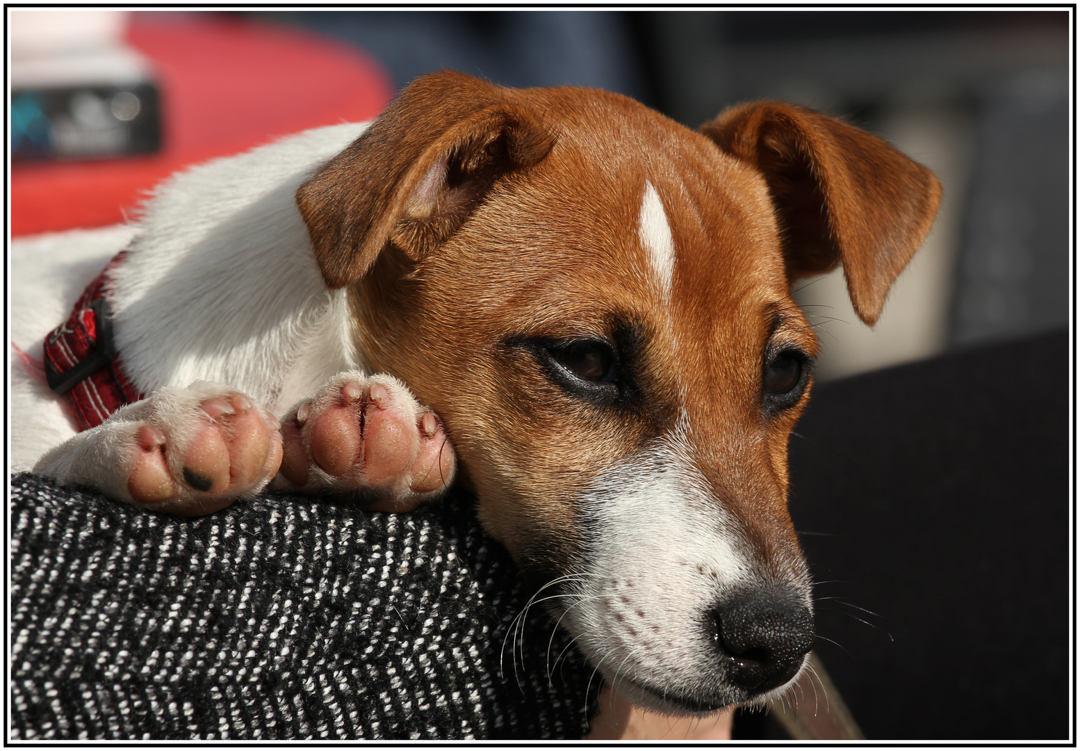 Auf den Hund gekommen