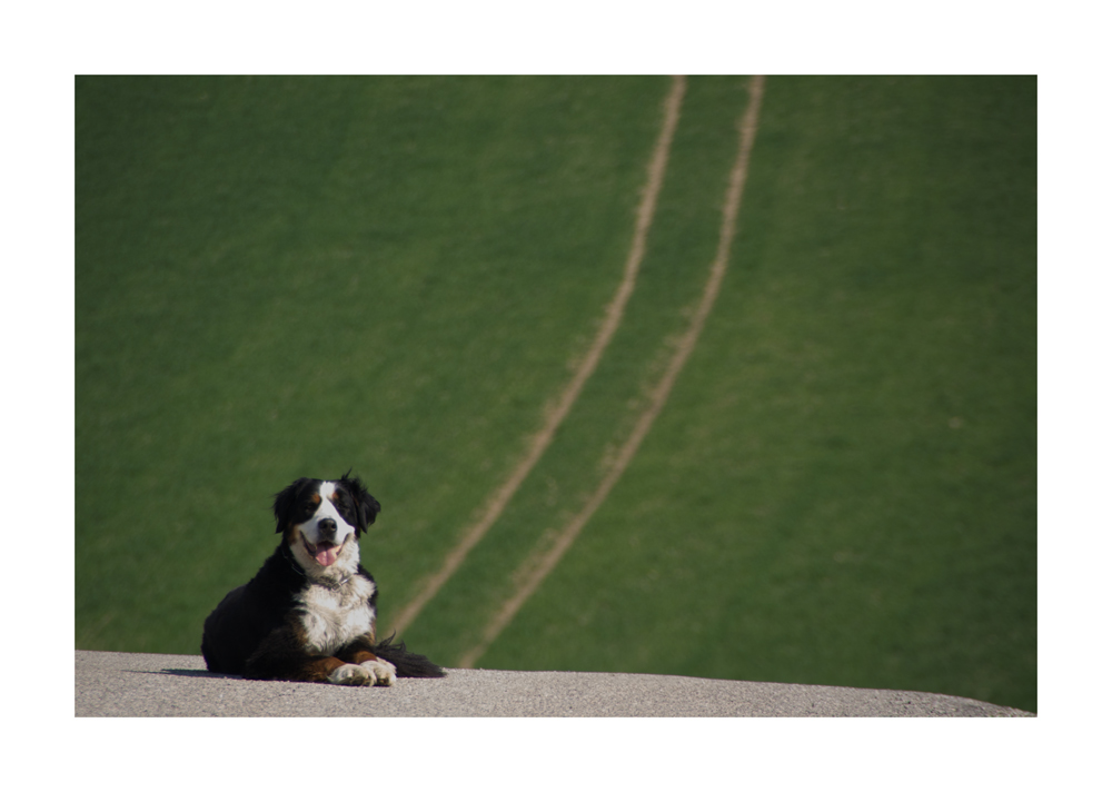 ... auf den Hund gekommen 3...