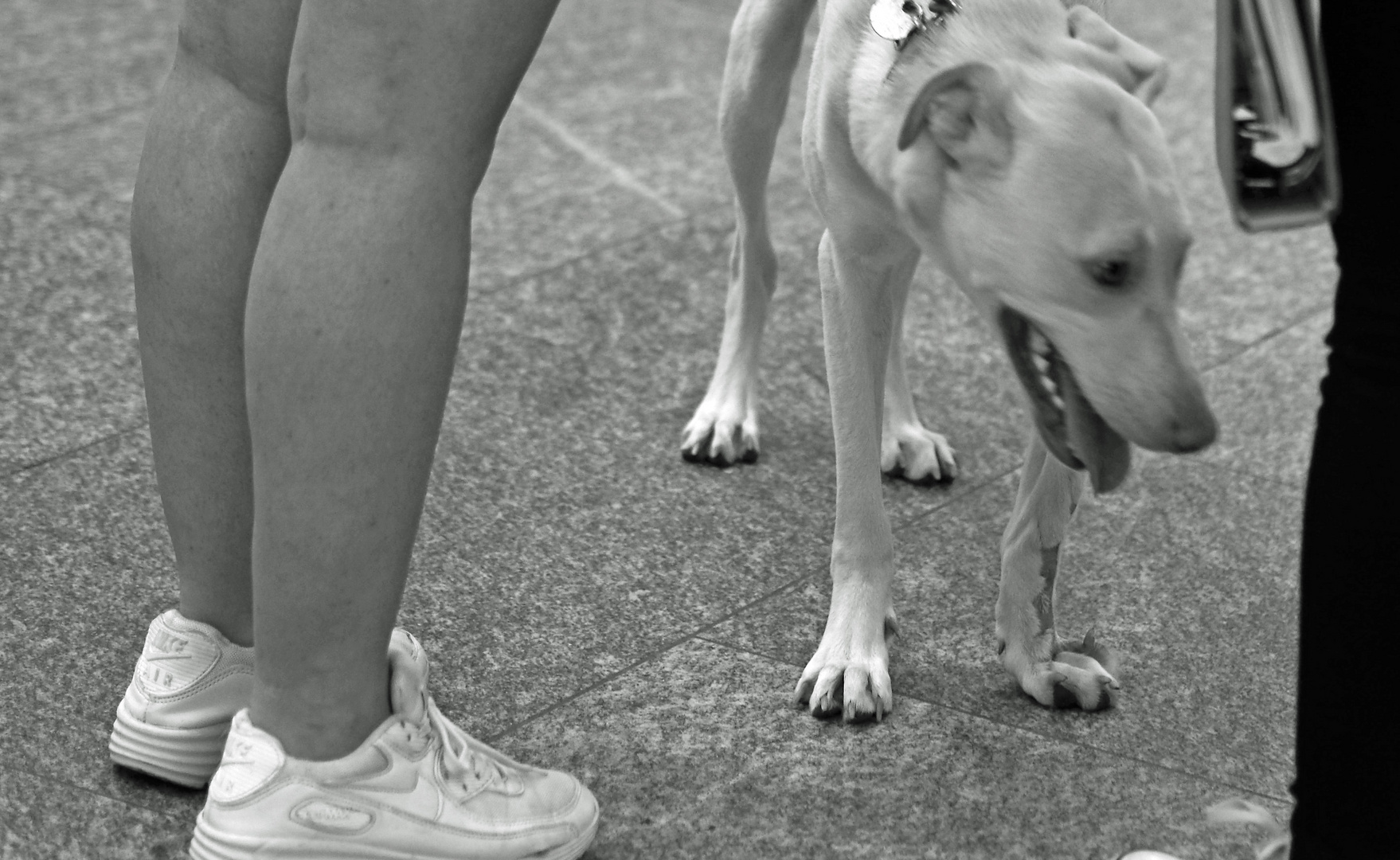 Auf den Hund gekommen Foto & Bild erwachsene, konzept fotografie