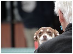 Auf den Hund gekommen