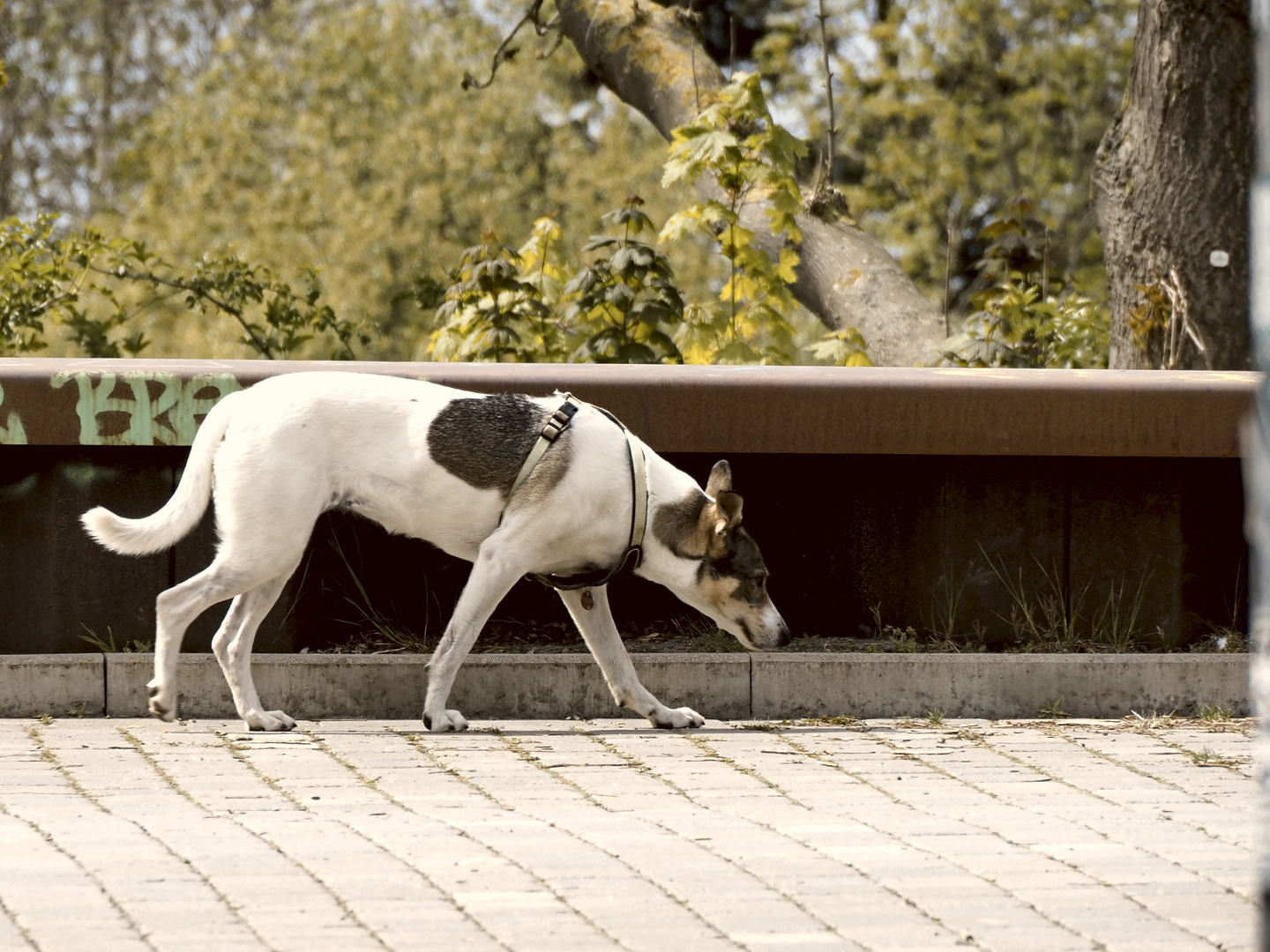 auf den HUND gekommen