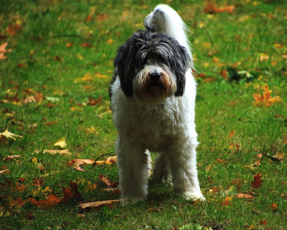 Auf den Hund gekommen