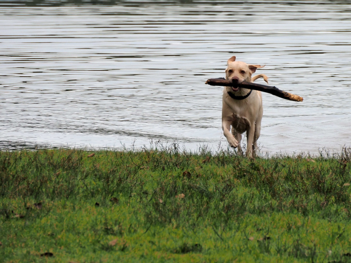 auf den Hund gekommen