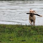 auf den Hund gekommen