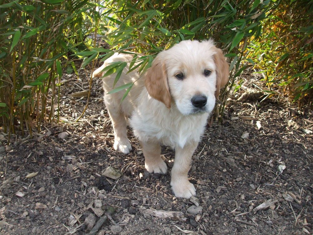 Auf den Hund gekommen...