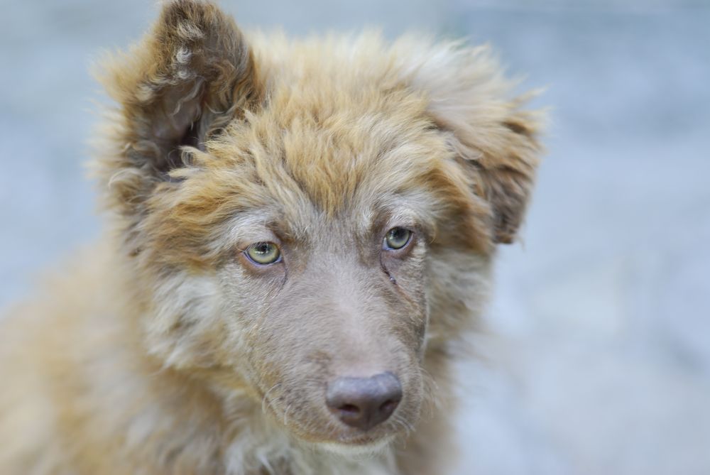 Auf den Hund gekommen, die zweite...