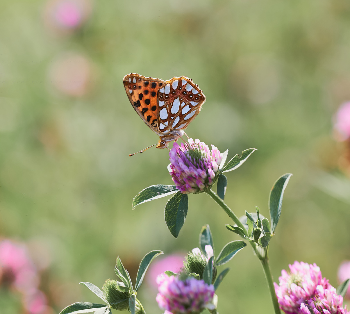 Auf den Kleeblüten