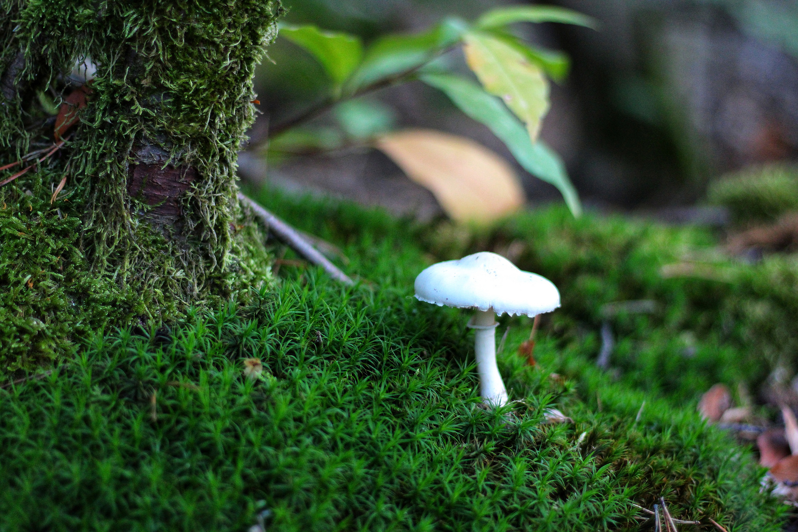 Auf den Knien durch den Wald 