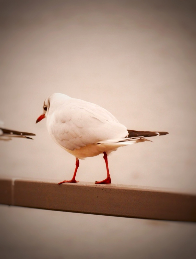 Auf den Laufstegen der Vogelwelt