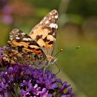 Auf den letzten Blüten des Sommerflieders...