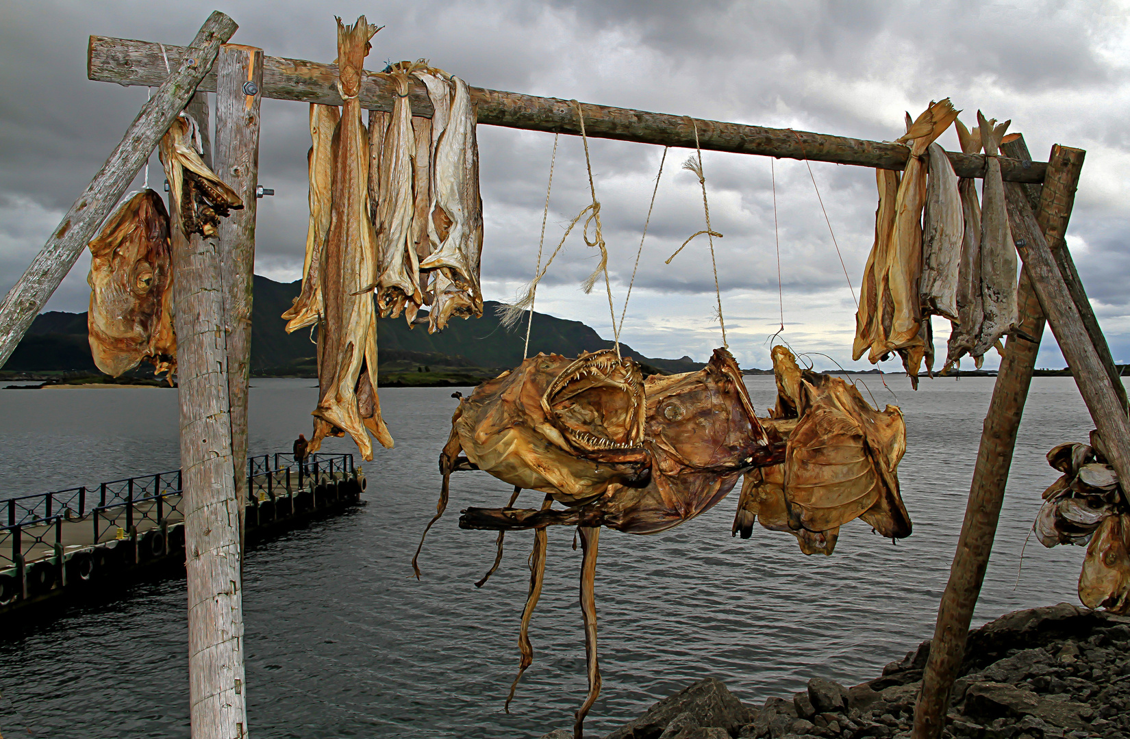 Auf den Lofoten: Trockenfisch