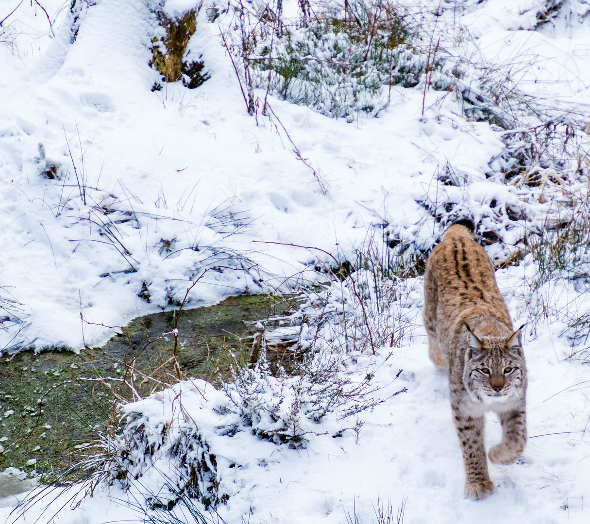 auf den Luchs gekommen