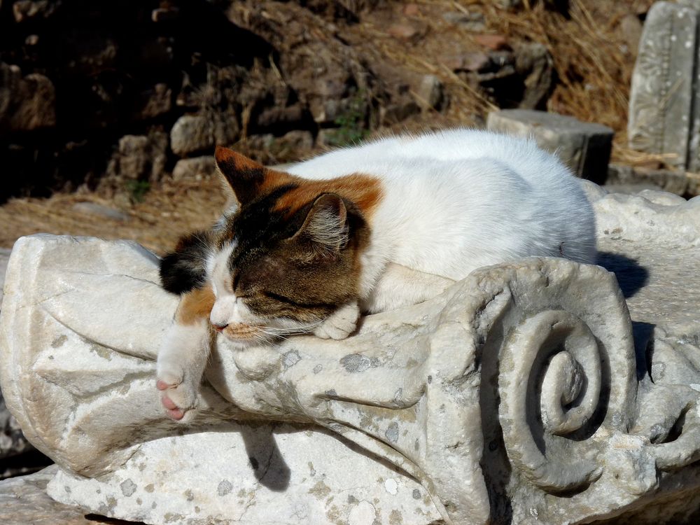 Auf den Mauern von Ephesus