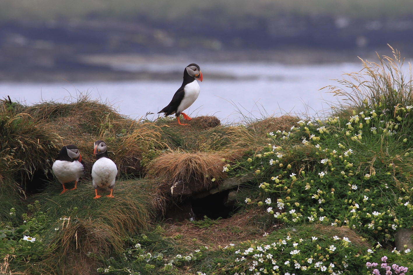 Auf den Orkney Inseln