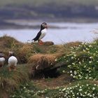 Auf den Orkney Inseln