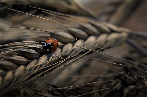 « ...auf den Punkt gebracht ... »