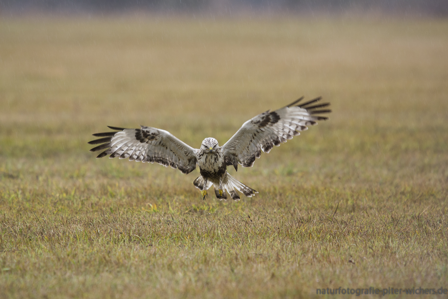 Auf den Rauhfußbussard.