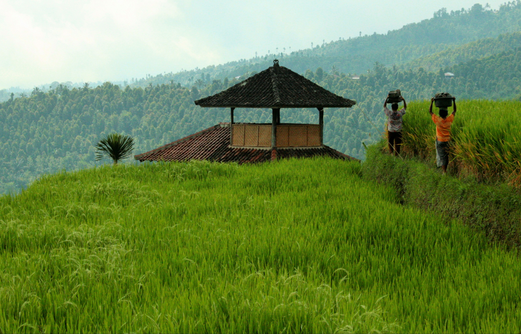 Auf den Reisterrassen (Bali)