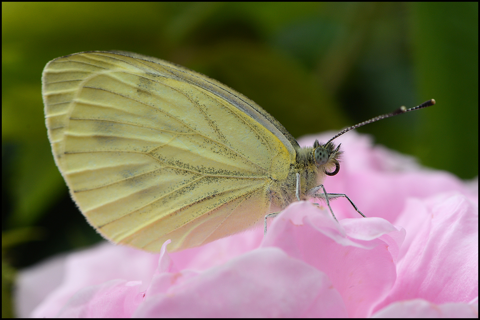 Auf den rosa Rosenblättern . . .